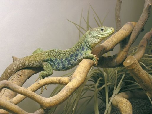 Slika 1. Timon lepidus lepidus